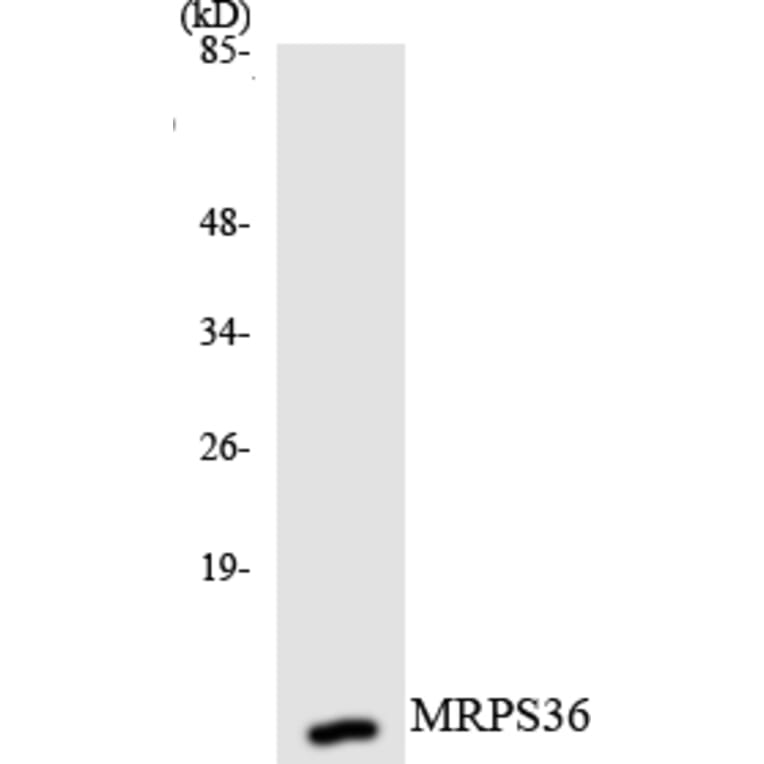 Western Blot - Anti-MRPS36 Antibody (R12-3055) - Antibodies.com
