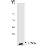 Western Blot - Anti-MRPS36 Antibody (R12-3055) - Antibodies.com