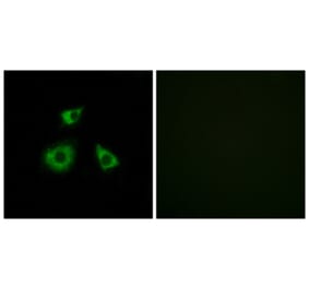 Immunofluorescence - Anti-MRPL52 Antibody (C14086) - Antibodies.com