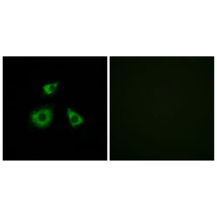 Immunofluorescence - Anti-MRPL52 Antibody (C14086) - Antibodies.com