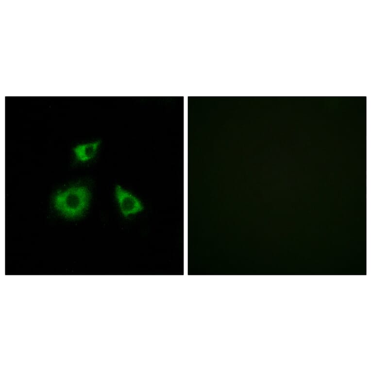 Immunofluorescence - Anti-MRPL52 Antibody (C14086) - Antibodies.com