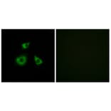 Immunofluorescence - Anti-MRPL52 Antibody (C14086) - Antibodies.com