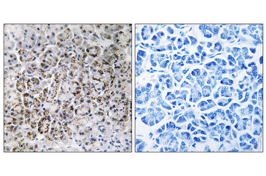 Immunohistochemistry - Anti-MRPL40 Antibody (C14077) - Antibodies.com