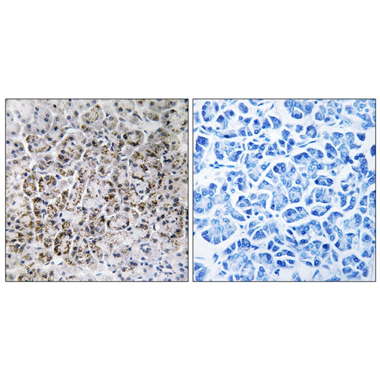 Immunohistochemistry - Anti-MRPL40 Antibody (C14077) - Antibodies.com