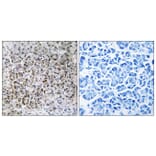 Immunohistochemistry - Anti-MRPL40 Antibody (C14077) - Antibodies.com