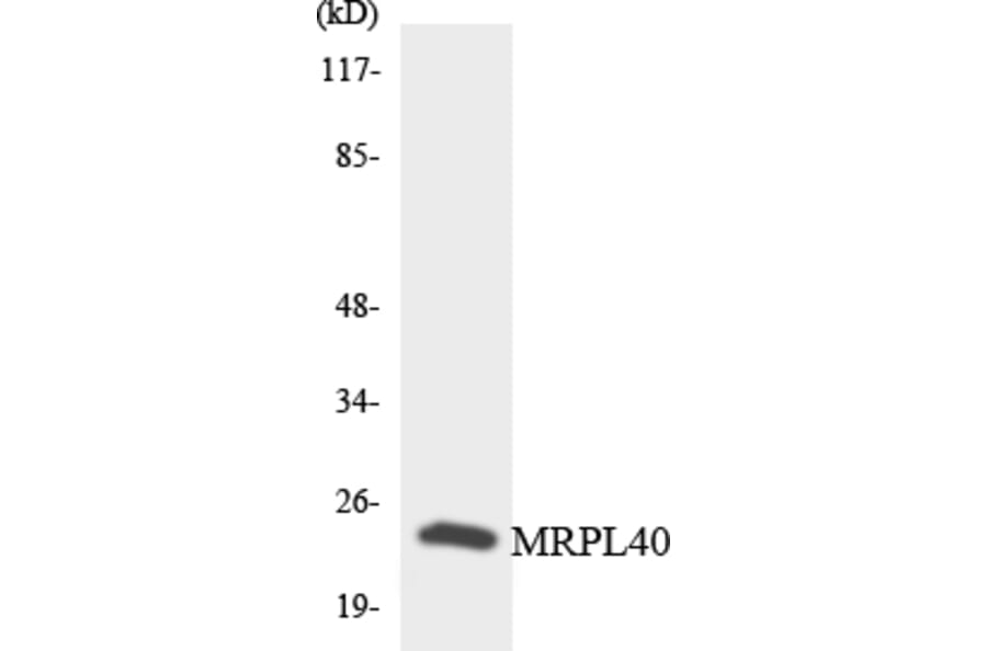 Western Blot - Anti-MRPL40 Antibody (R12-3042) - Antibodies.com