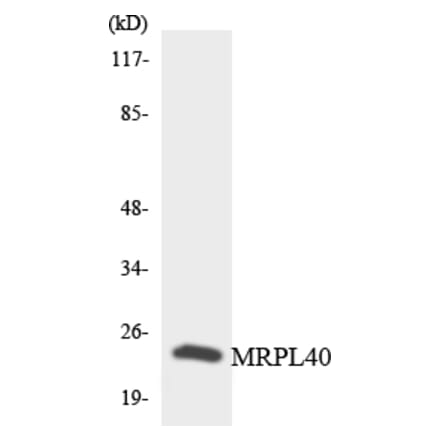 Western Blot - Anti-MRPL40 Antibody (R12-3042) - Antibodies.com