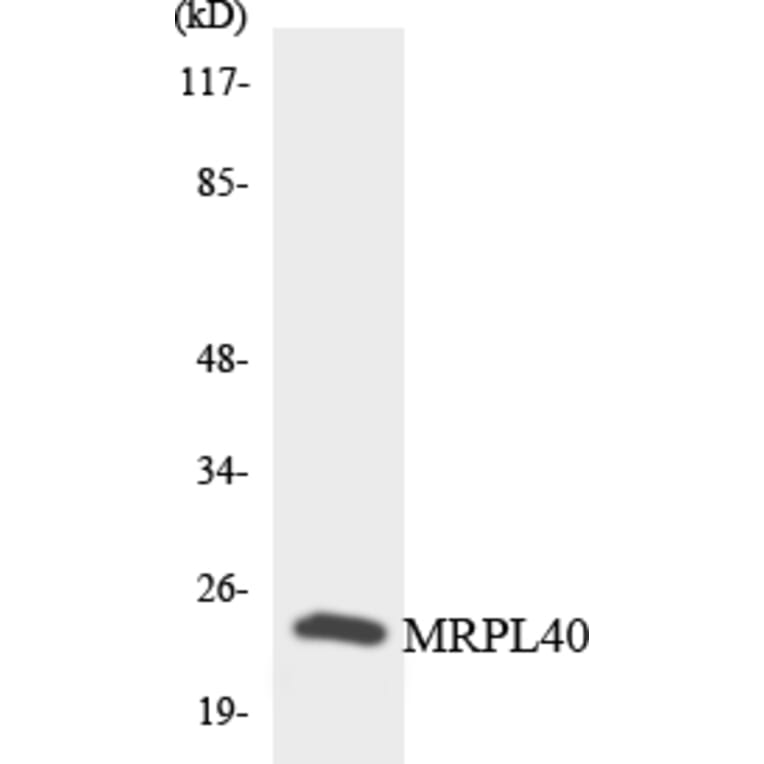 Western Blot - Anti-MRPL40 Antibody (R12-3042) - Antibodies.com