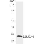 Western Blot - Anti-MRPL40 Antibody (R12-3042) - Antibodies.com