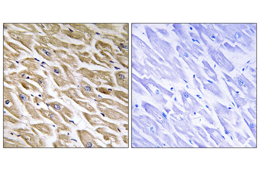 Immunohistochemistry - Anti-MRPL39 Antibody (C16672) - Antibodies.com