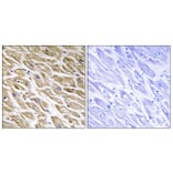 Immunohistochemistry - Anti-MRPL39 Antibody (C16672) - Antibodies.com