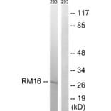 Western Blot - Anti-MRPL16 Antibody (C14060) - Antibodies.com