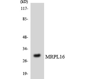 Western Blot - Anti-MRPL16 Antibody (R12-3036) - Antibodies.com