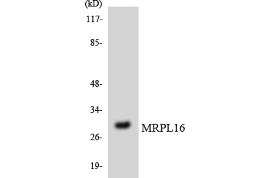 Western Blot - Anti-MRPL16 Antibody (R12-3036) - Antibodies.com