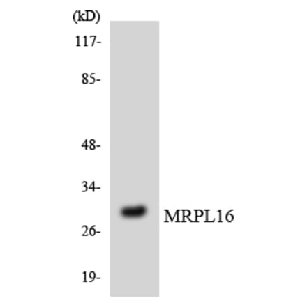 Western Blot - Anti-MRPL16 Antibody (R12-3036) - Antibodies.com