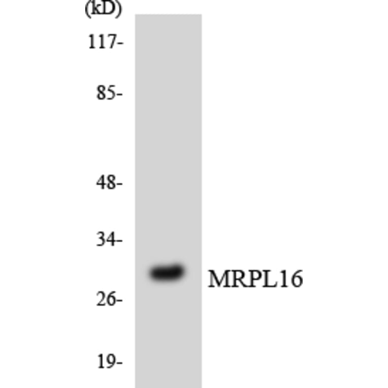 Western Blot - Anti-MRPL16 Antibody (R12-3036) - Antibodies.com