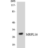 Western Blot - Anti-MRPL16 Antibody (R12-3036) - Antibodies.com