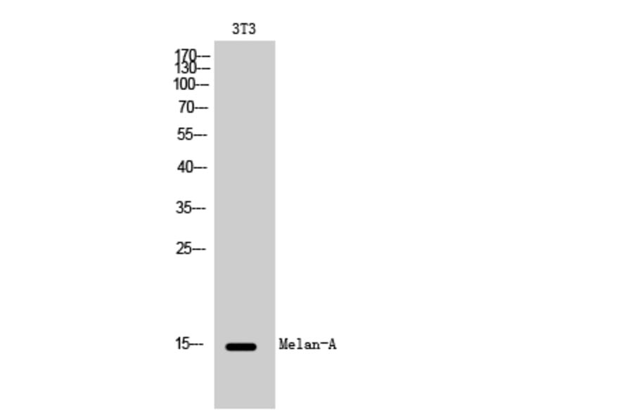 Western Blot - Anti-MART-1 Antibody (C0257) - Antibodies.com