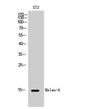 Western Blot - Anti-MART-1 Antibody (C0257) - Antibodies.com