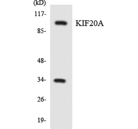 Western Blot - Anti-KIF20A Antibody (R12-2951) - Antibodies.com
