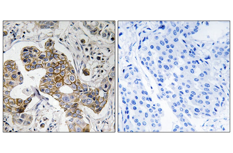 Immunohistochemistry - Anti-KCNK15 Antibody (C17778) - Antibodies.com