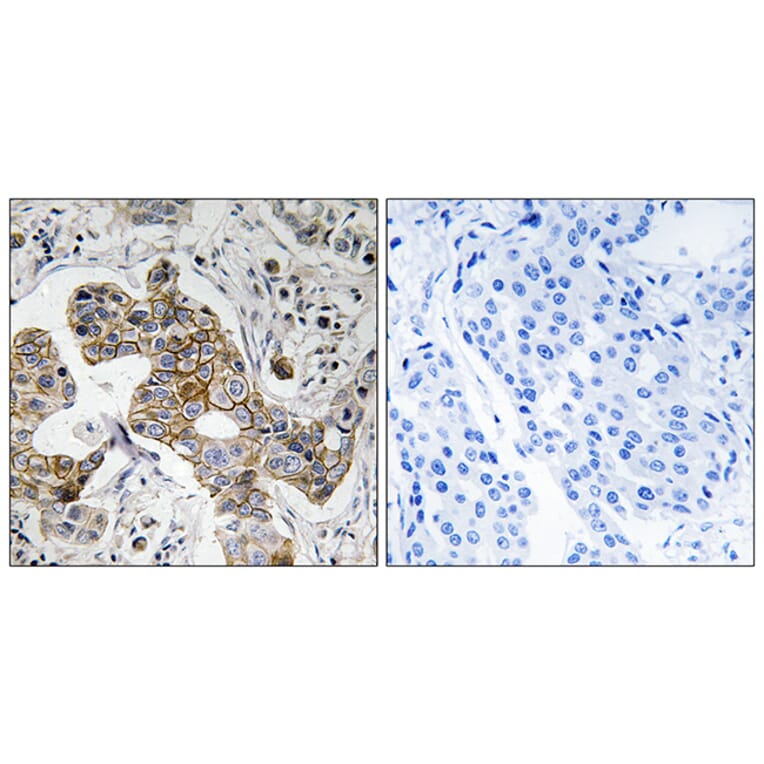 Immunohistochemistry - Anti-KCNK15 Antibody (C17778) - Antibodies.com