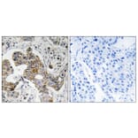 Immunohistochemistry - Anti-KCNK15 Antibody (C17778) - Antibodies.com