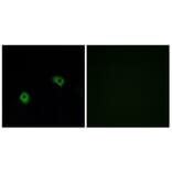 Immunofluorescence - Anti-GPR116 Antibody (G124) - Antibodies.com