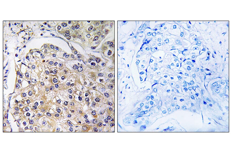 Immunohistochemistry - Anti-GPR116 Antibody (G124) - Antibodies.com