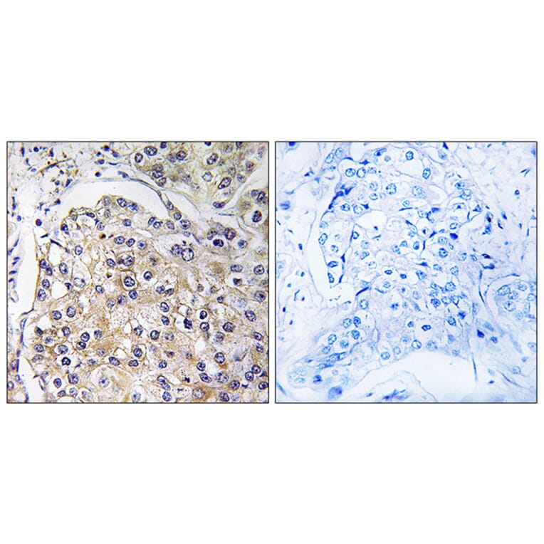 Immunohistochemistry - Anti-GPR116 Antibody (G124) - Antibodies.com