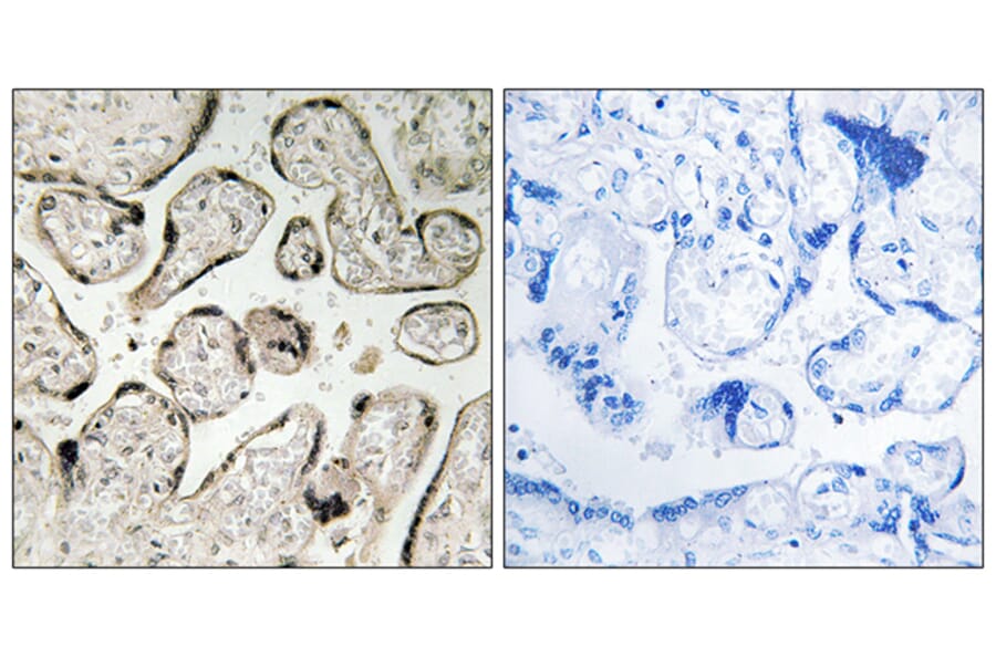 Immunohistochemistry - Anti-GIMAP5 Antibody (C16005) - Antibodies.com