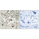 Immunohistochemistry - Anti-GIMAP5 Antibody (C16005) - Antibodies.com