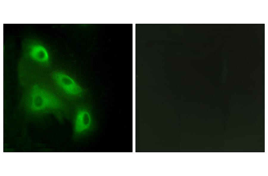 Immunofluorescence - Anti-EPS8L3 Antibody (C11394) - Antibodies.com