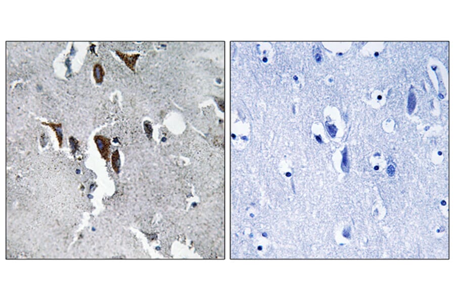 Immunohistochemistry - Anti-ELOVL5 Antibody (C15621) - Antibodies.com