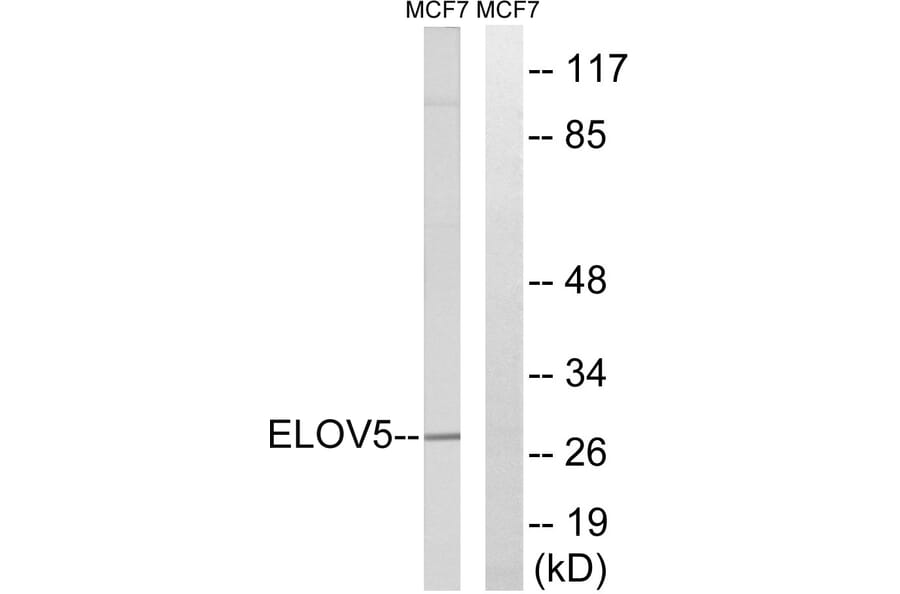 Western Blot - Anti-ELOVL5 Antibody (C15621) - Antibodies.com