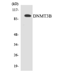 Western Blot - Anti-DNMT3B Antibody (R12-2709) - Antibodies.com