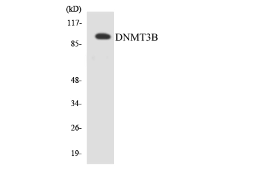 Western Blot - Anti-DNMT3B Antibody (R12-2709) - Antibodies.com