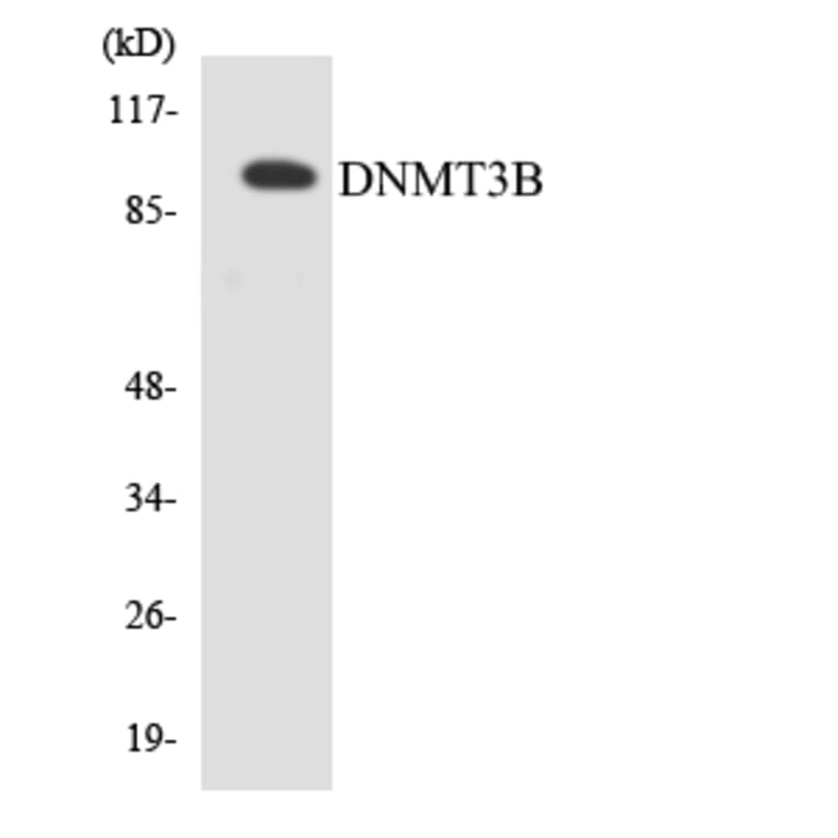 Western Blot - Anti-DNMT3B Antibody (R12-2709) - Antibodies.com