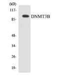 Western Blot - Anti-DNMT3B Antibody (R12-2709) - Antibodies.com