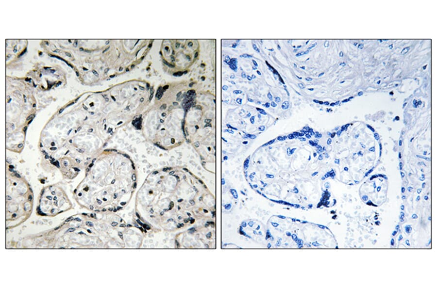 Immunohistochemistry - Anti-CYB5R3 Antibody (C16853) - Antibodies.com