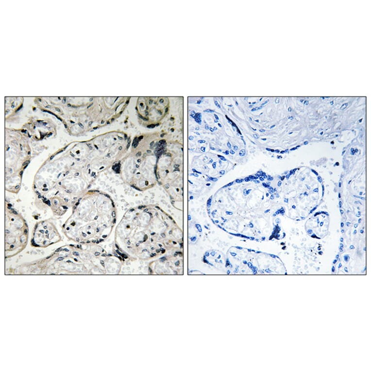 Immunohistochemistry - Anti-CYB5R3 Antibody (C16853) - Antibodies.com