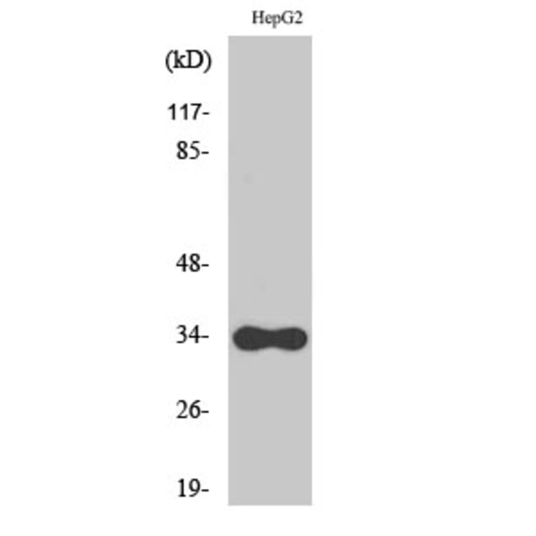 Western Blot - Anti-CYB5R3 Antibody (C16853) - Antibodies.com