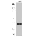 Western Blot - Anti-CYB5R3 Antibody (C16853) - Antibodies.com