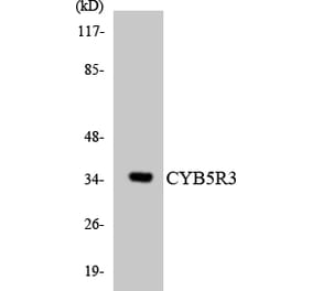 Western Blot - Anti-CYB5R3 Antibody (R12-2664) - Antibodies.com