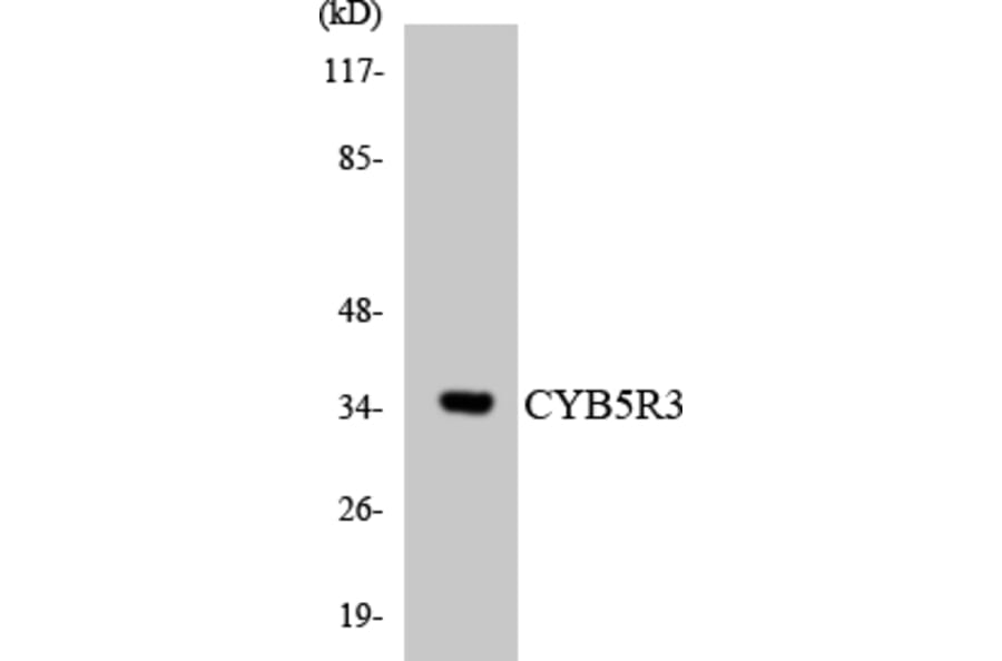 Western Blot - Anti-CYB5R3 Antibody (R12-2664) - Antibodies.com