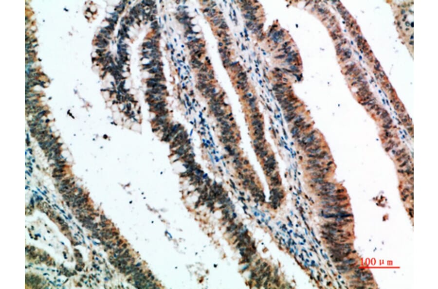 Immunohistochemistry - Anti-CLEC4A Antibody (C31042) - Antibodies.com