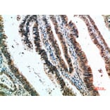 Immunohistochemistry - Anti-CLEC4A Antibody (C31042) - Antibodies.com