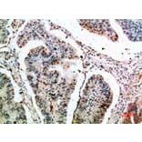 Immunohistochemistry - Anti-CLEC4A Antibody (C31042) - Antibodies.com