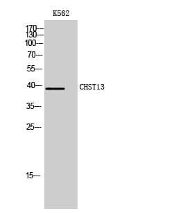 Western blot analysis of K562 cells using Anti-CHST13 Antibody.