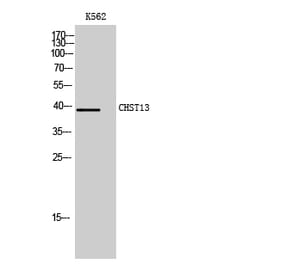 Western Blot - Anti-CHST13 Antibody (C14924) - Antibodies.com